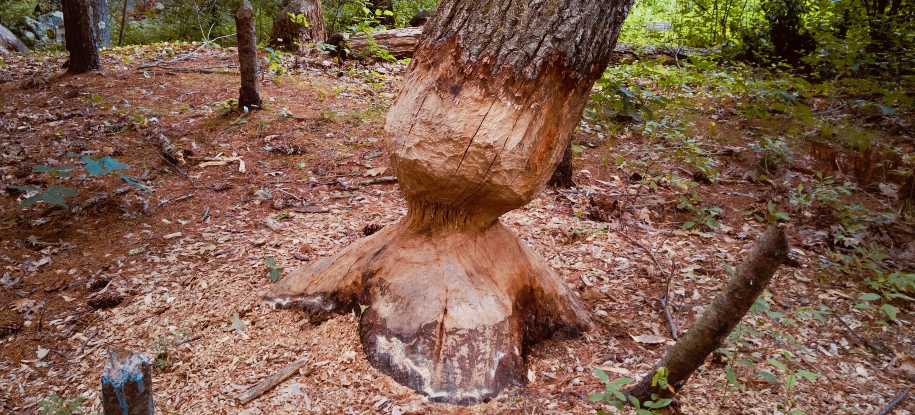 big pine tree nearly felled by beaver
