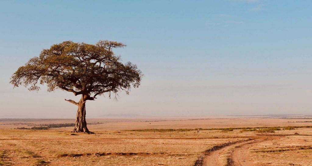 single tree on arid plains
